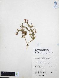 Cuphea procumbens image