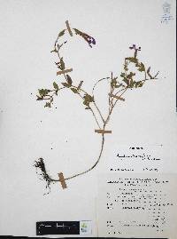 Cuphea humifusa image