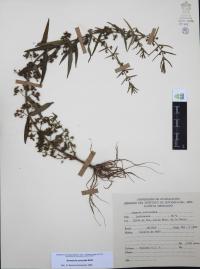 Ammannia auriculata image