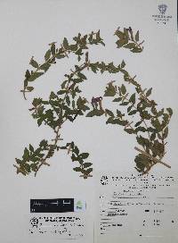Cuphea humifusa image