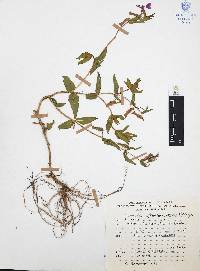 Cuphea procumbens image