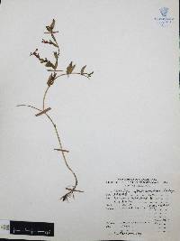 Cuphea procumbens image