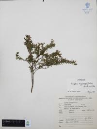 Cuphea hyssopifolia image