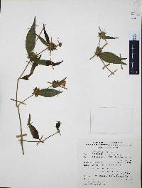 Ruellia pilosa image