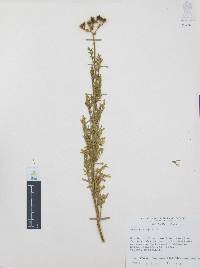 Ruta chalepensis image