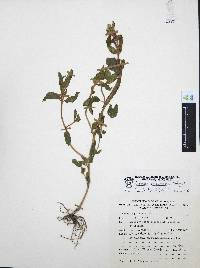 Cuphea procumbens image