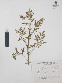 Ruta chalepensis image