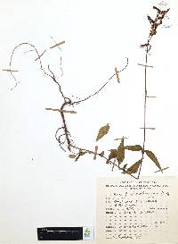 Cuphea hookeriana image