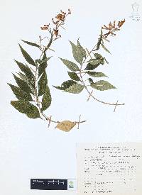 Cuphea hookeriana image