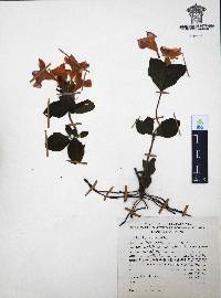 Ruellia pilosa image