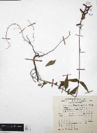 Cuphea hookeriana image