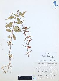 Cuphea hookeriana image