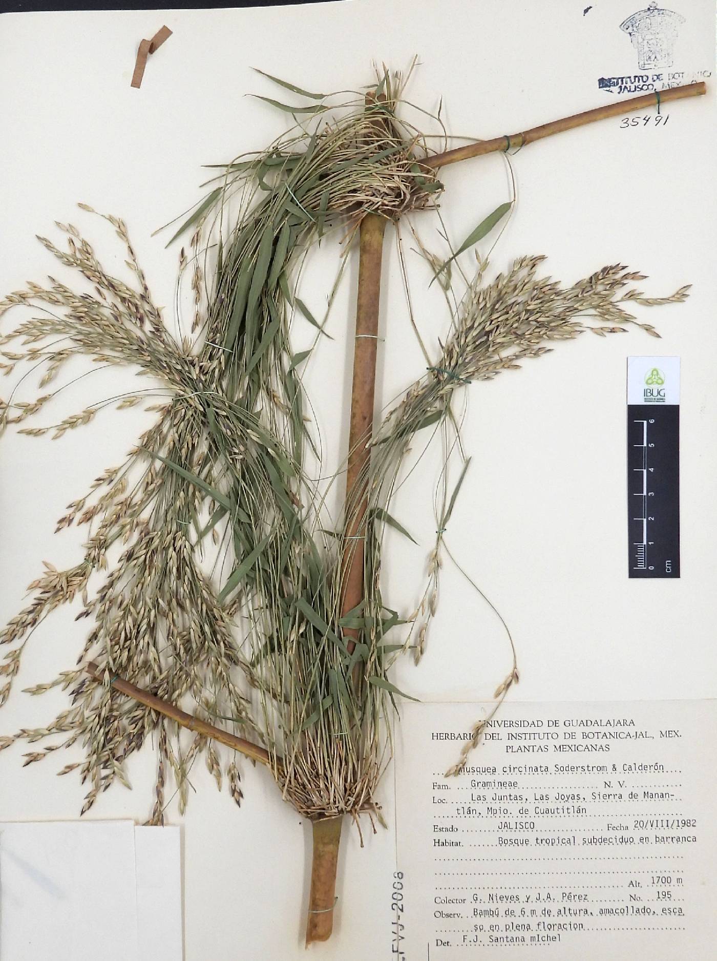 Chusquea circinata image