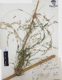 Chusquea circinata image