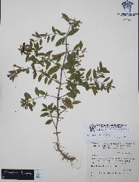 Cuphea humifusa image