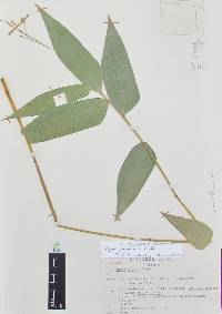 Olyra glaberrima image