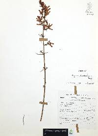 Cuphea hookeriana image