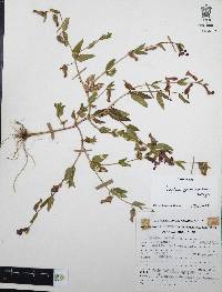 Cuphea procumbens image