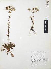 Eryngium beecheyanum image