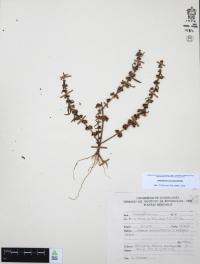 Ammannia coccinea image