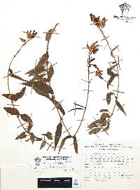 Cuphea hookeriana image