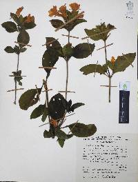 Ruellia pilosa image