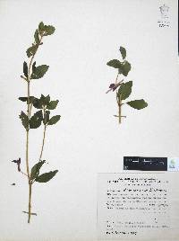 Cuphea humifusa image