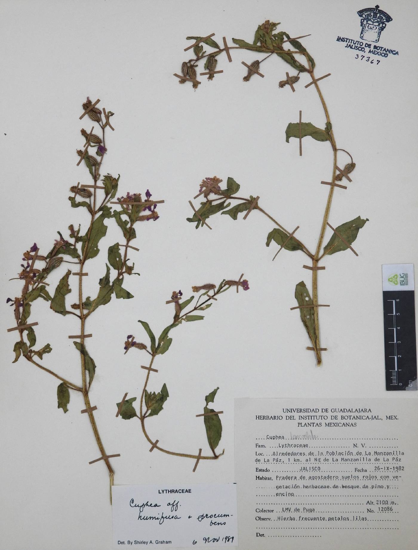 Cuphea humifusa image