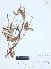 Cuphea hookeriana image