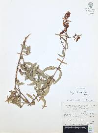 Cuphea hookeriana image