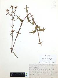 Cuphea hookeriana image