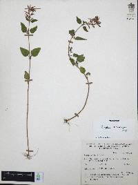 Cuphea tolucana image