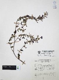 Cuphea aequipetala image