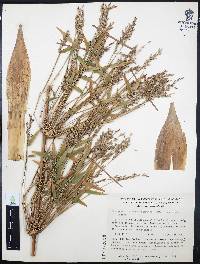 Chusquea circinata image
