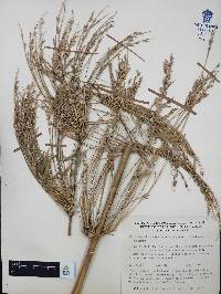 Chusquea circinata image