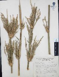 Chusquea circinata image