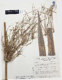 Chusquea circinata image