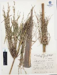 Chusquea circinata image