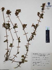 Ruellia pilosa image