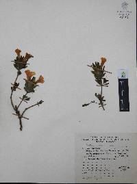 Ruellia pilosa image