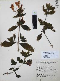 Ruellia pilosa image