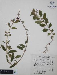 Cuphea humifusa image
