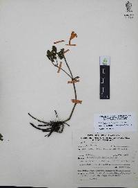 Ruellia pilosa image