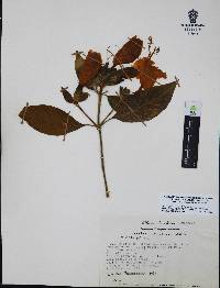 Ruellia palmeri image