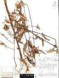 Cuphea hookeriana image