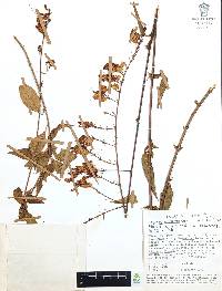 Cuphea hookeriana image