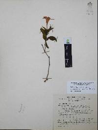 Ruellia pilosa image