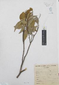 Amyris marshii image