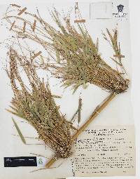 Chusquea circinata image
