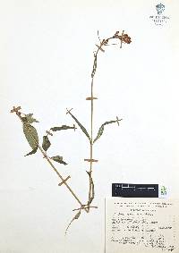 Cuphea hookeriana image